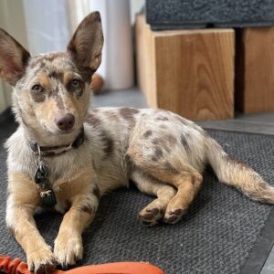 0). Creatiepakket - TzolkinRonde (vanaf €0,-)